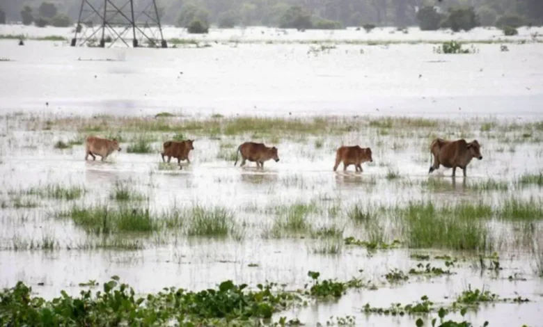 Assam Floods