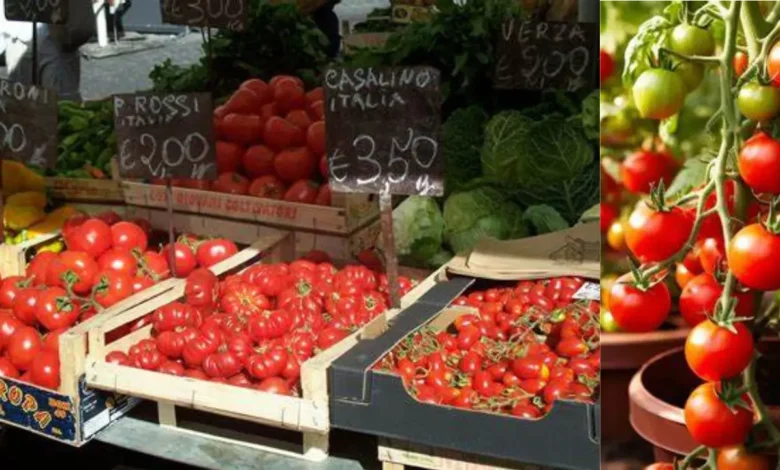 Tomato Prices Skyrocketed