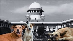 Supreme Court to deliver a key verdict on feeding stray dogs in public spaces on Nov 7, balancing animal welfare and public safety concern