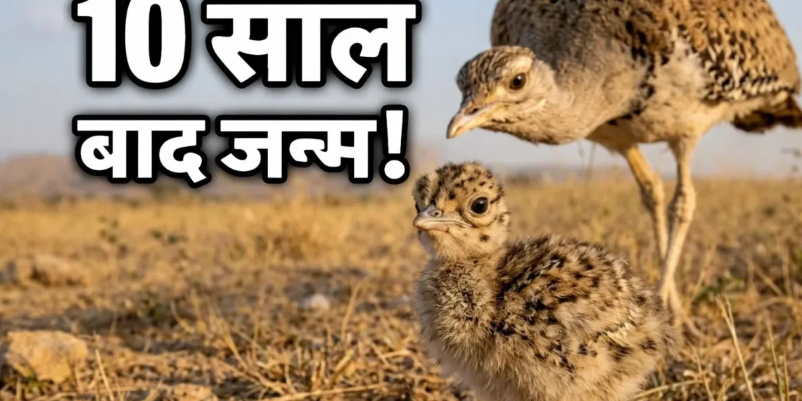 Great Indian Bustard chick in India protected by forest officials