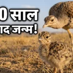 Great Indian Bustard chick in India protected by forest officials