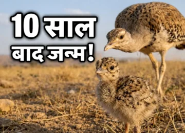 Great Indian Bustard chick in India protected by forest officials