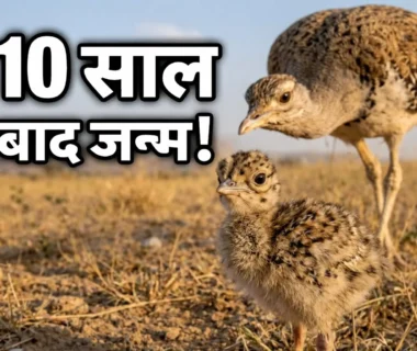 Great Indian Bustard chick in India protected by forest officials